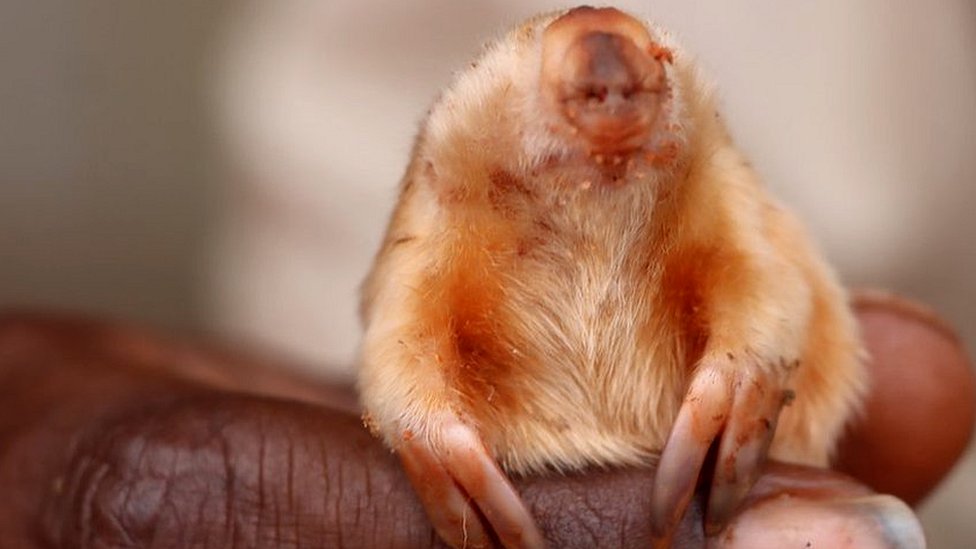 pet mole