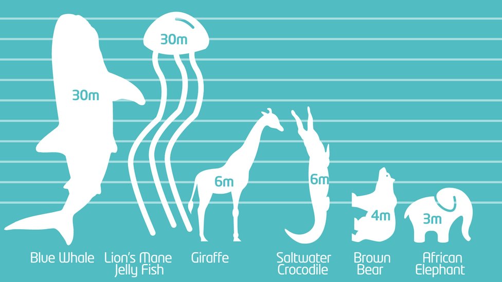 Which are the world's tallest animals? - CBBC Newsround