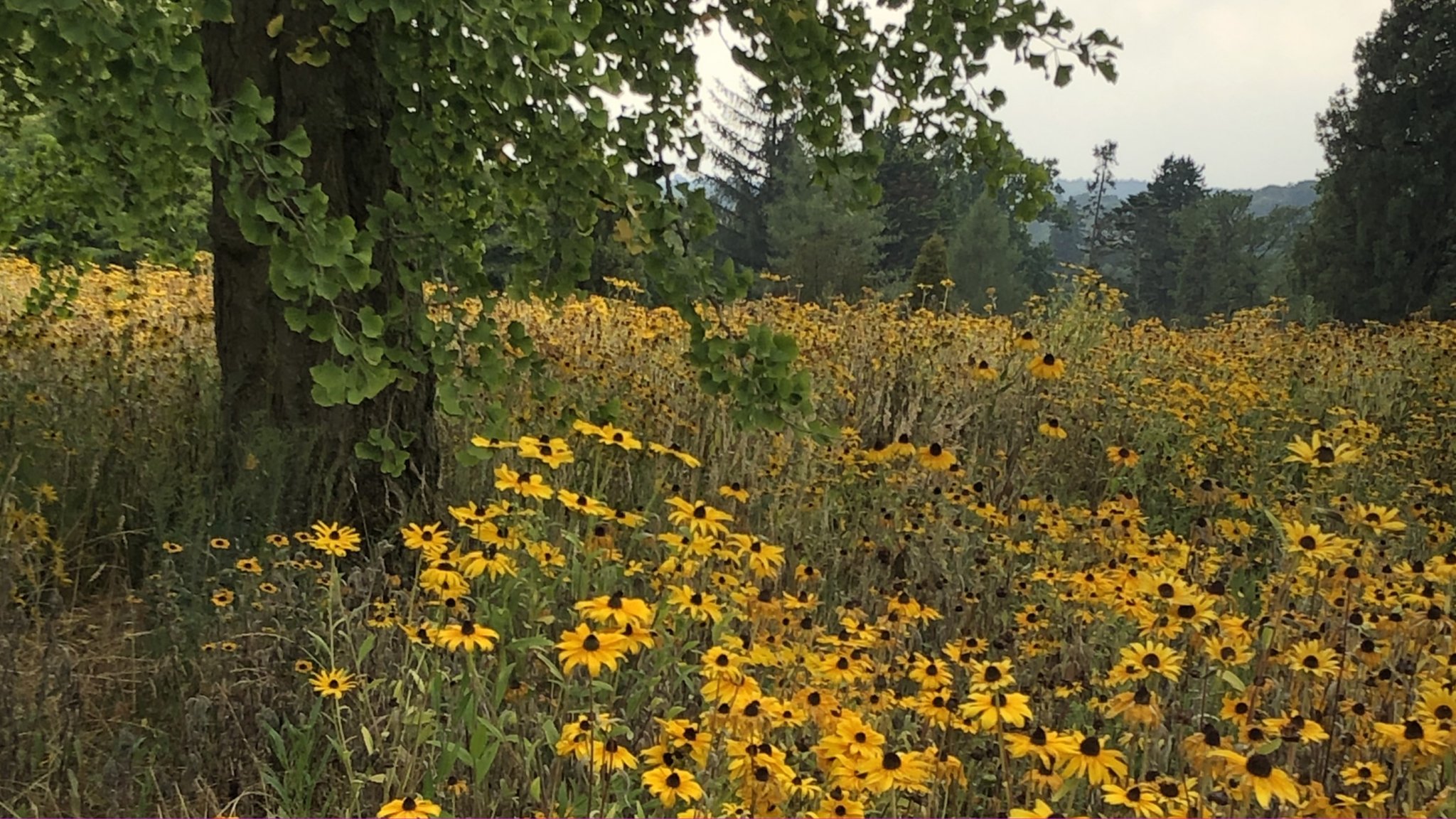 American prairie landscape thriving in Sussex