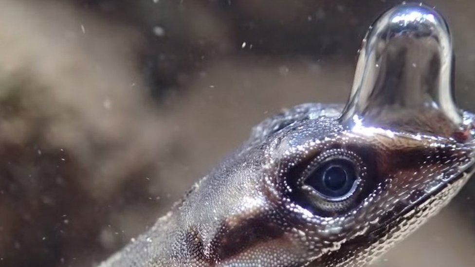 These anole lizards blow bubbles to breathe underwater CBBC Newsround