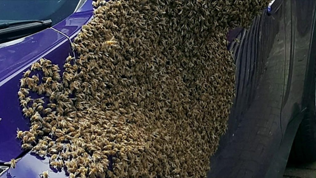 Thousands Of Bees Take Over Car Cbbc Newsround 4610