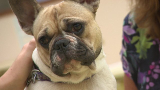 Why illegal dogs are a problem in the UK - CBBC Newsround