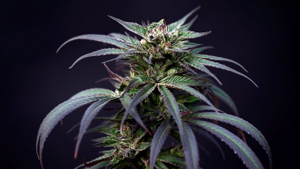 Advierten contra el extendido mito de que la marihuana es inocua - BBC News  Mundo