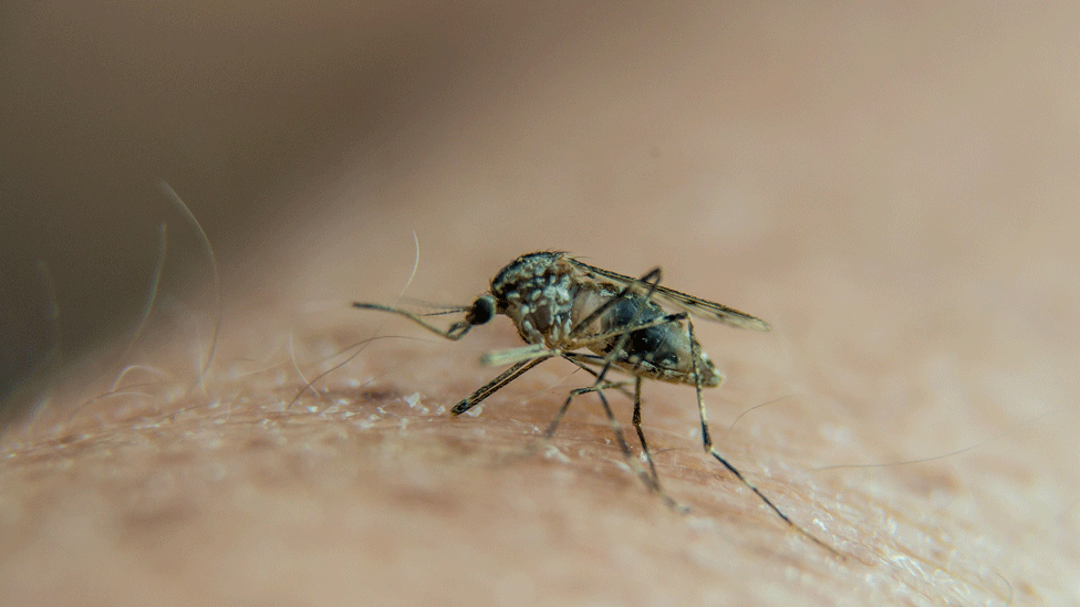 Mosquito