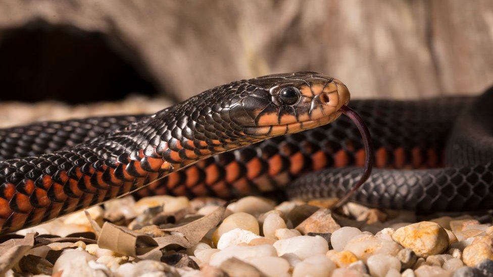 Орыс тілінде кек порно