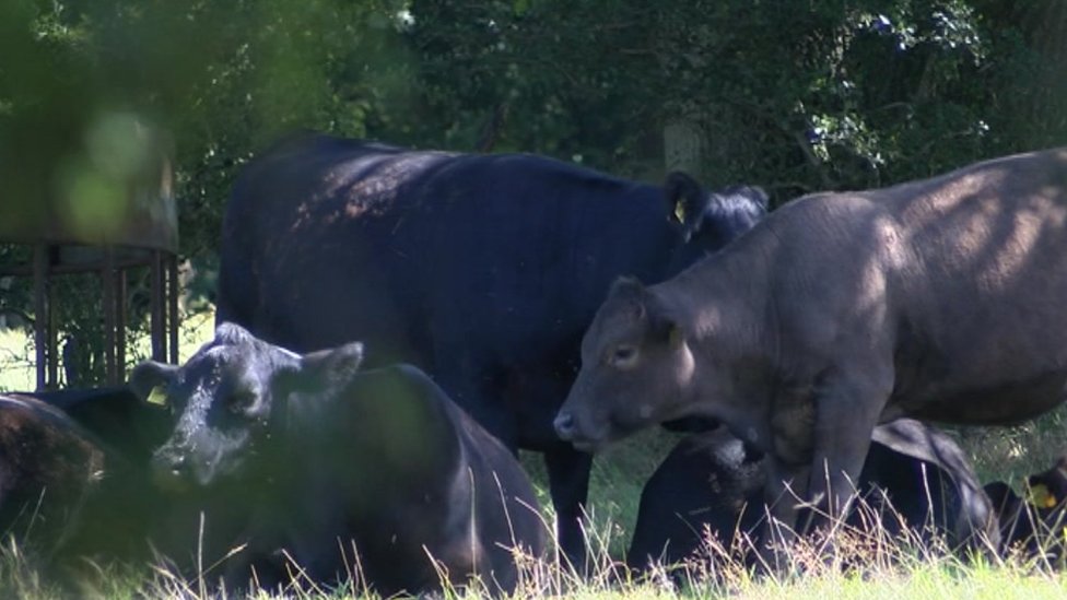 Farmer 'killed in field by cattle' in Groombridge