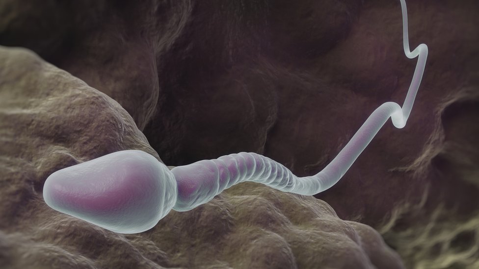Sperma. 