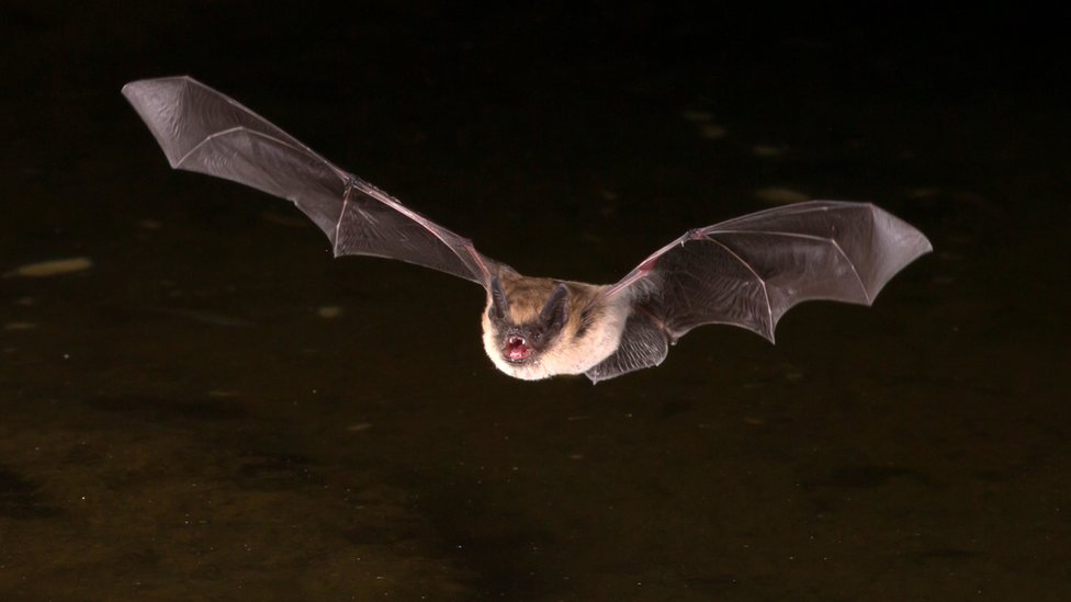 Murciélago