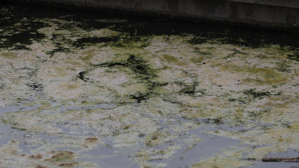 Warning as dog dies from suspected algae poisoning