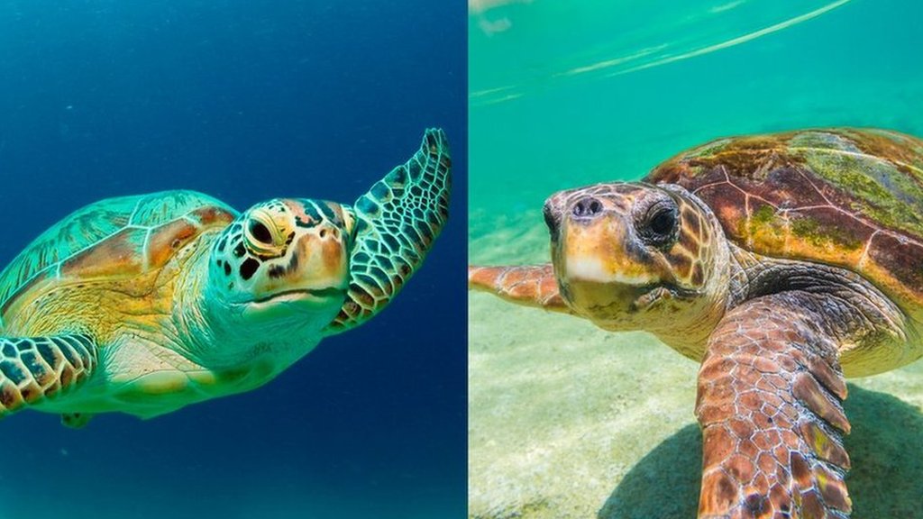 Turtles Swim Home After Being Rescued In Argentina - Cbbc Newsround