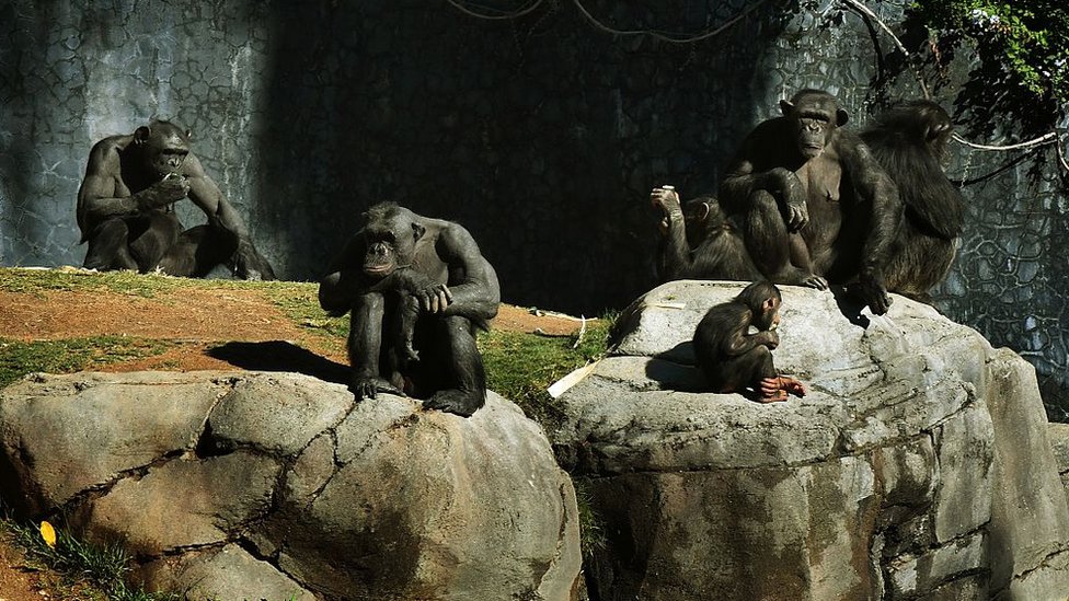 Grupo de chimpancés en un zoológico.