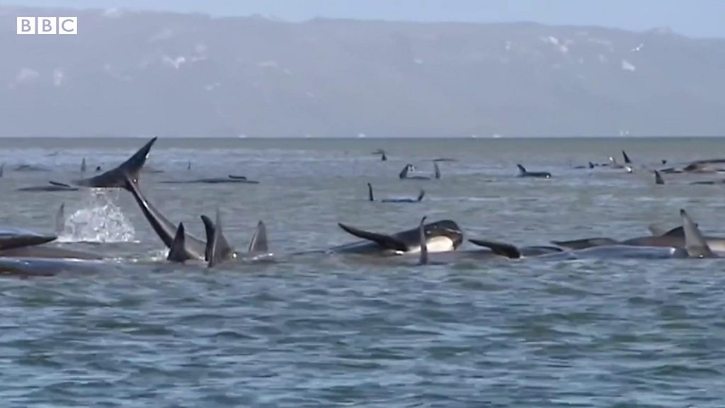 スペシャルオファ クジラ救助、時間との闘い 豪タスマニアで270頭打ち上げ - BBC 絵画
