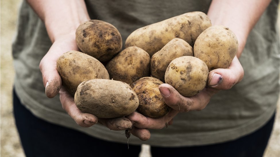 Is climate change putting the potato at risk?