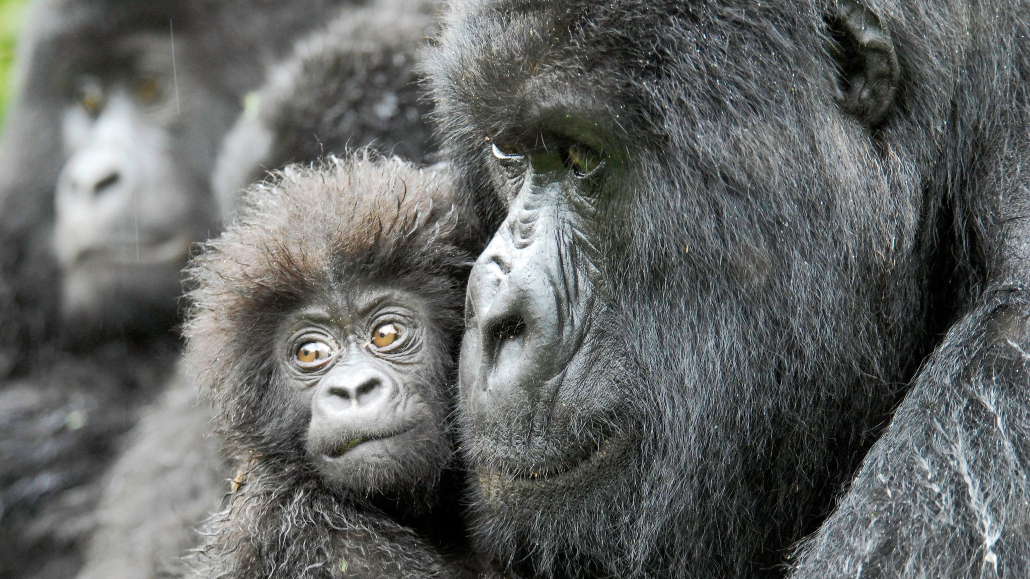 World's primates facing 'extinction crisis' CBBC Newsround