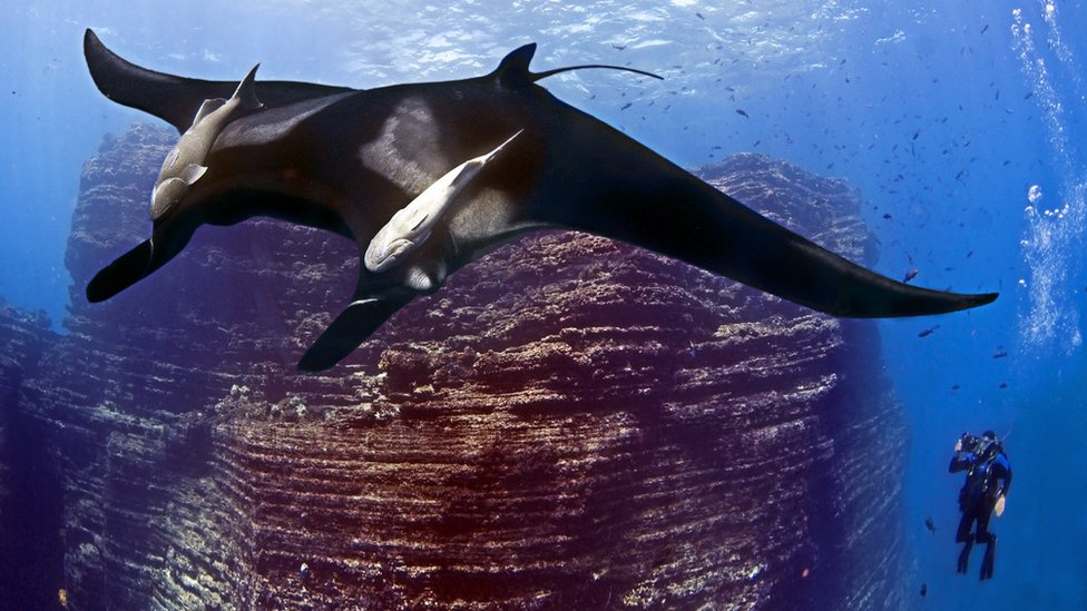 Mexico creates huge national park to protect marine life