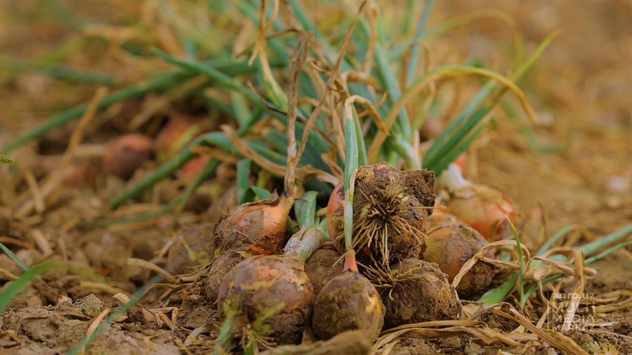 Erkak katta narsalarni vaginaga kiritadi Rus yosh porno