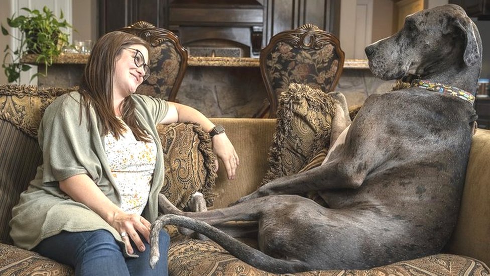 Zeus The Great Dane, World's Tallest Dog, Dies : The Two-Way : NPR