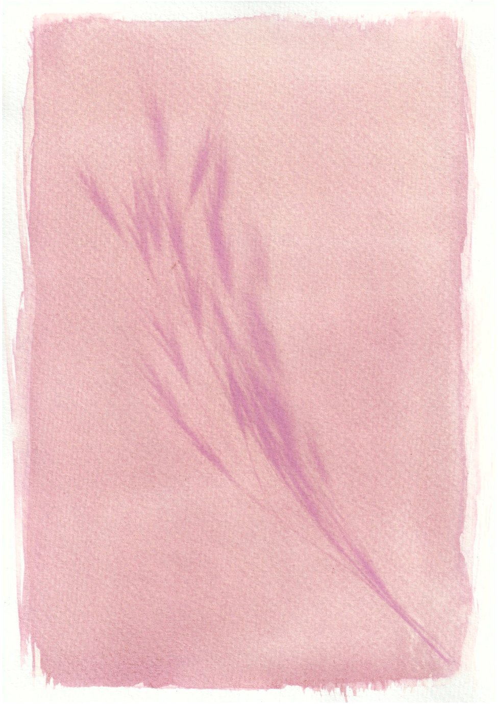 An anthotype print of a purple piece of plant foliage
