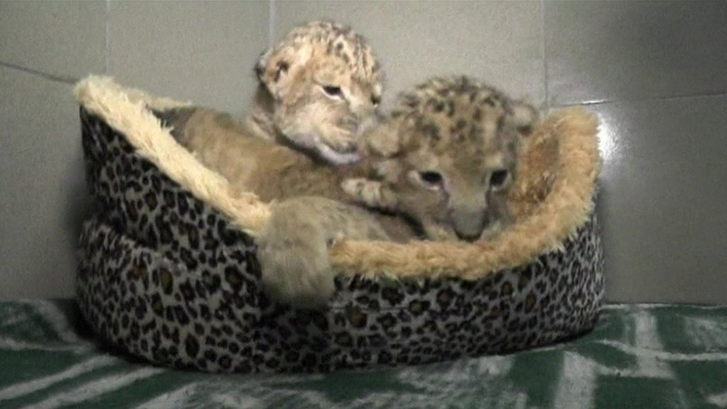 Rare Bengal tiger cubs born in zoo - CBBC Newsround