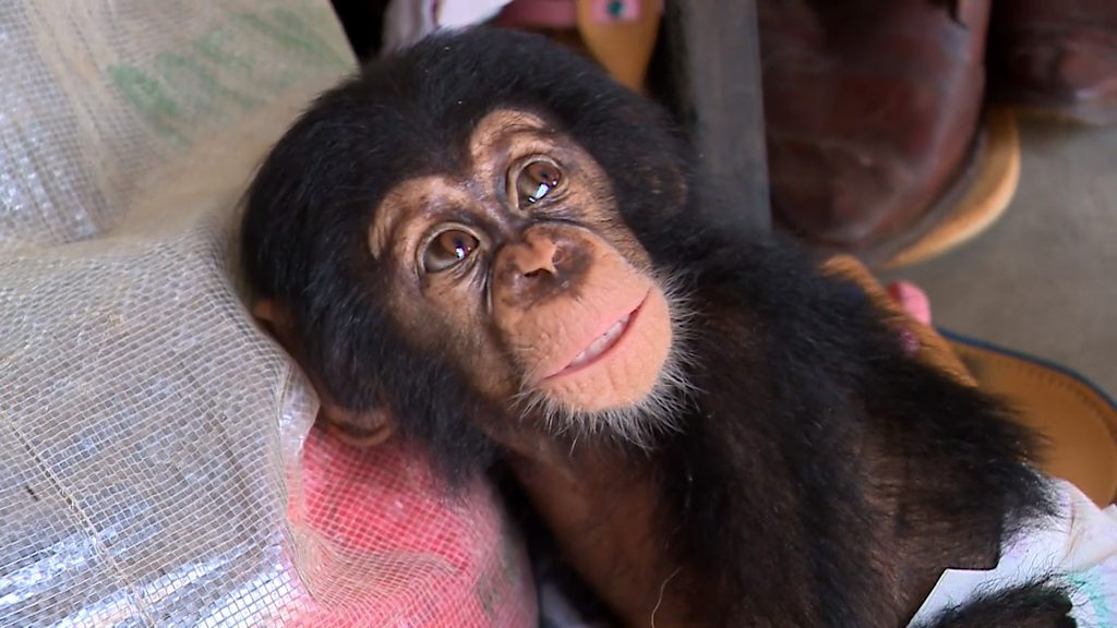 Quem é mais inteligente: uma criança ou um chimpanzé? - BBC News