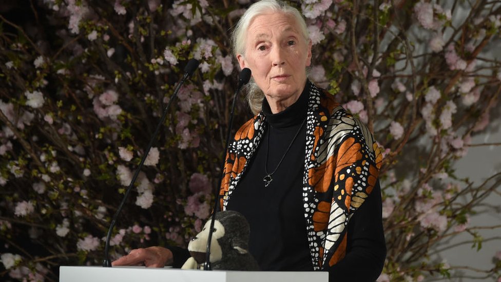Jane Goodall hablando en una conferencia.