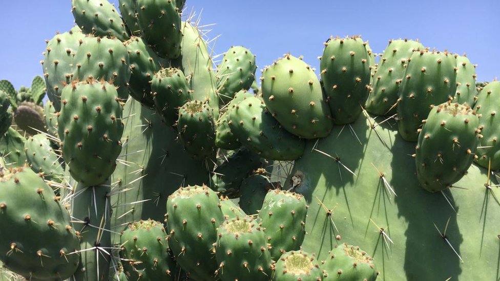 Qiz burishadi va porno yiglaydi