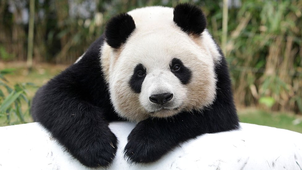 La divertidísima reacción de una Panda Rojo al asustarse con una piedra: Manos  arriba