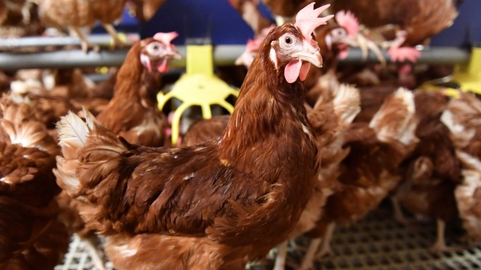 Las autoridades temen que el pesticida también haya contaminado aves destinadas al consumo humano. pollos
