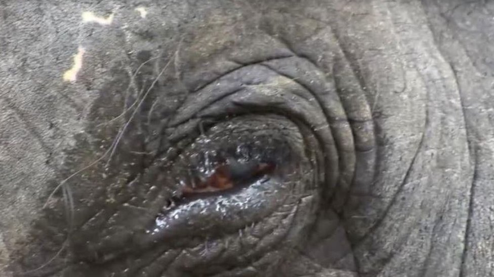 Close-up of Lakshmi's injured eye