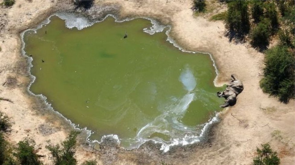 死んでる象 最後のゾウ安息地”で異変 「奇行」も確認 - YouTube