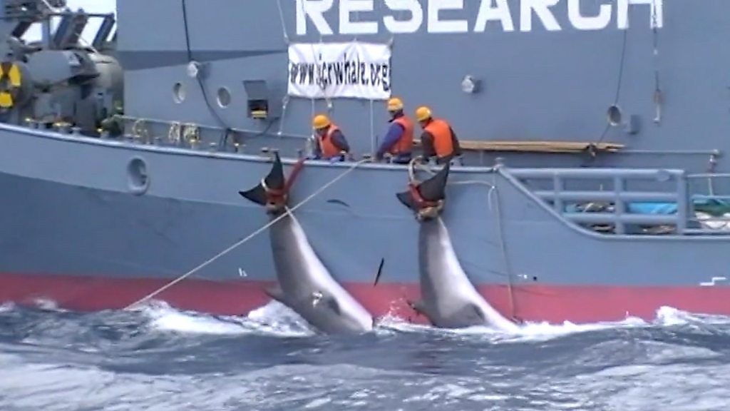アイスランドの捕鯨に非難 絶滅危惧種のクジラを殺傷か - BBCニュース