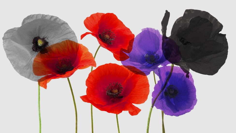 Poppy Appeal: What do the different coloured poppies mean? - CBBC Newsround