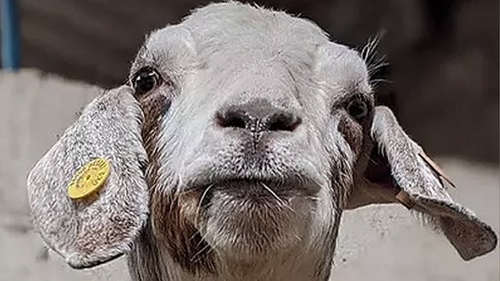 Гибрид овцы и козы — Википедия