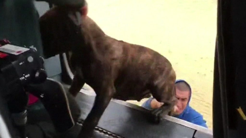 Video image