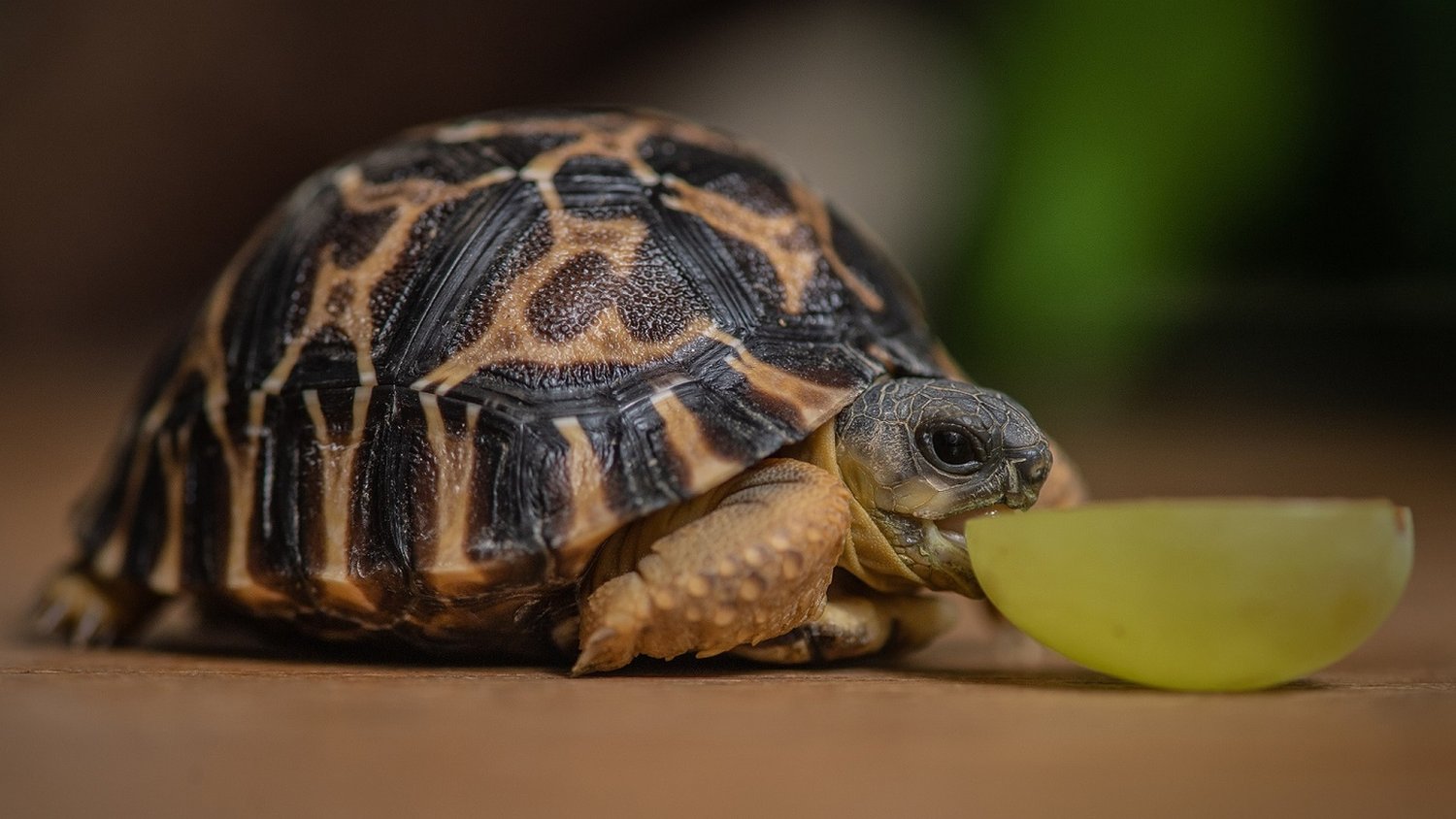 this-tiny-tortoise-eating-a-grape-is-cutest-thing-you-ll-see-today