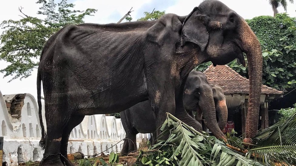 සාහිත්‍යය සහ අලි ඇත්තු, ලිවිසැරි ප්‍රේමය, Literature and elephants