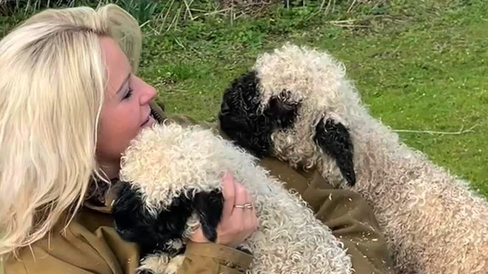 Woman offering sheep therapy for mental wellbeing
