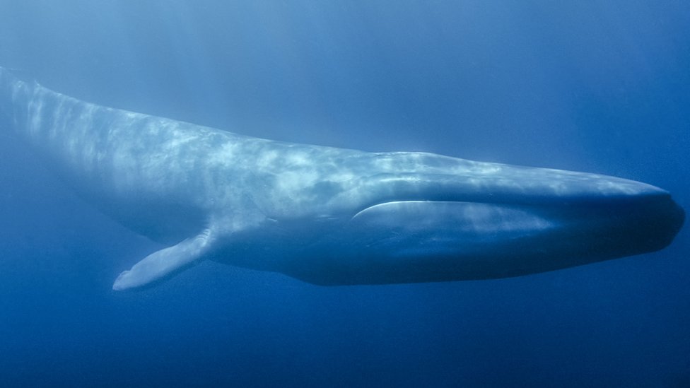 Ballena azul