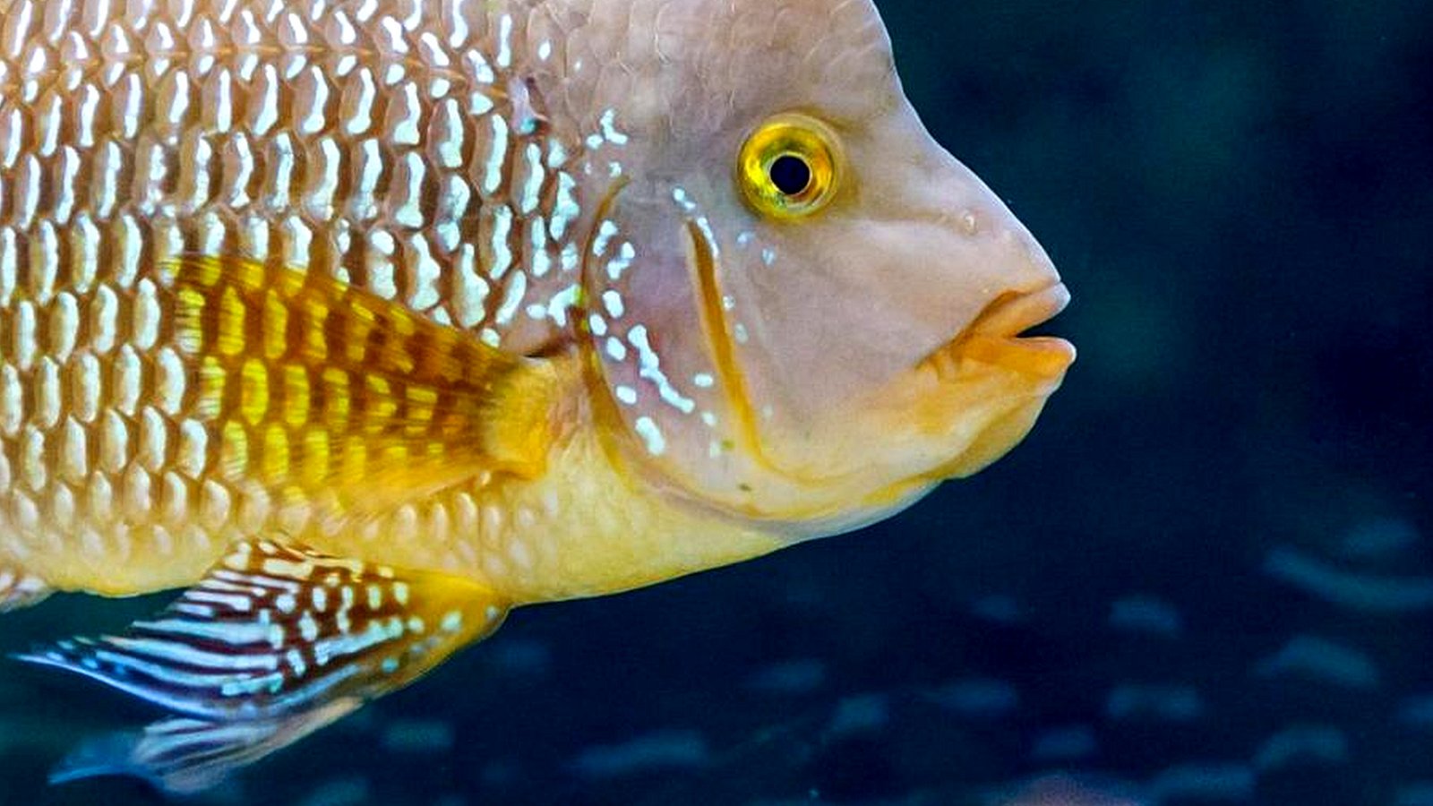 Определить Рыбу По Фото Онлайн Бесплатно