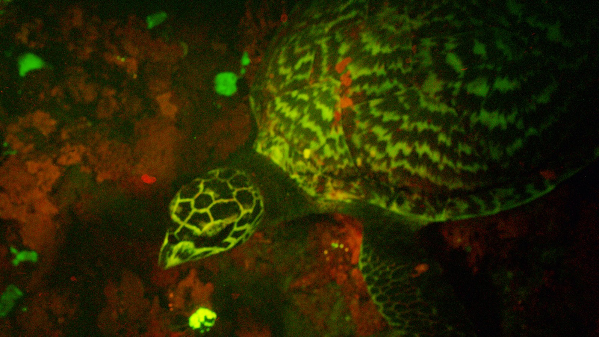 Glow-in-the-dark Turtle Discovered In South Pacific - CBBC Newsround