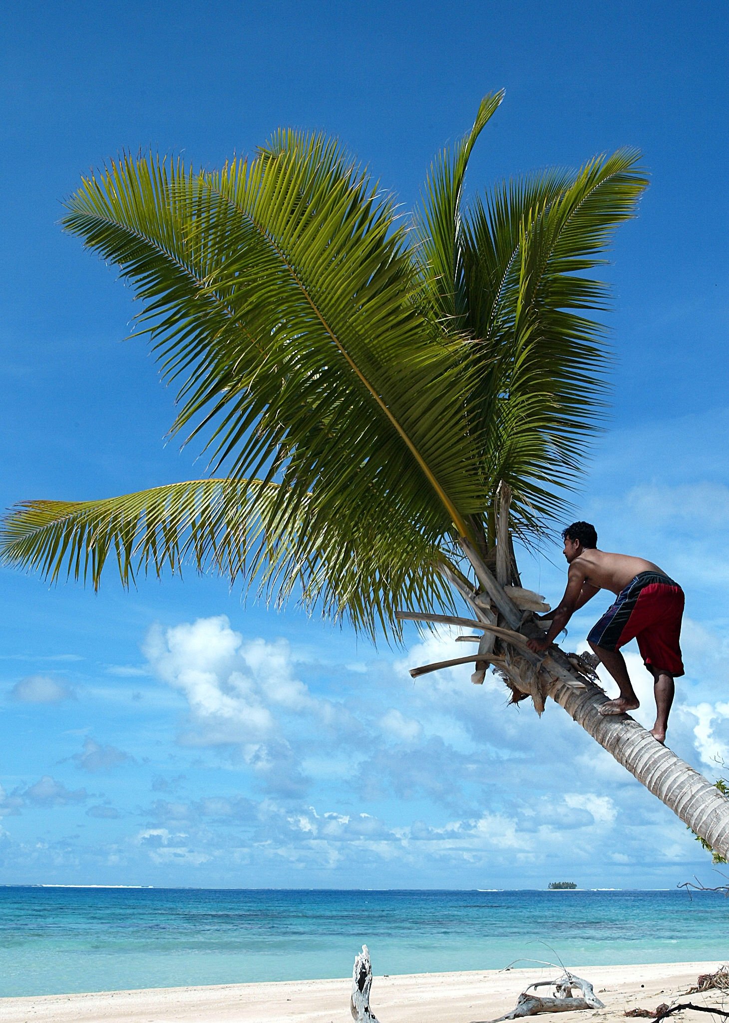 Man climbing palm tree in Tuvalu