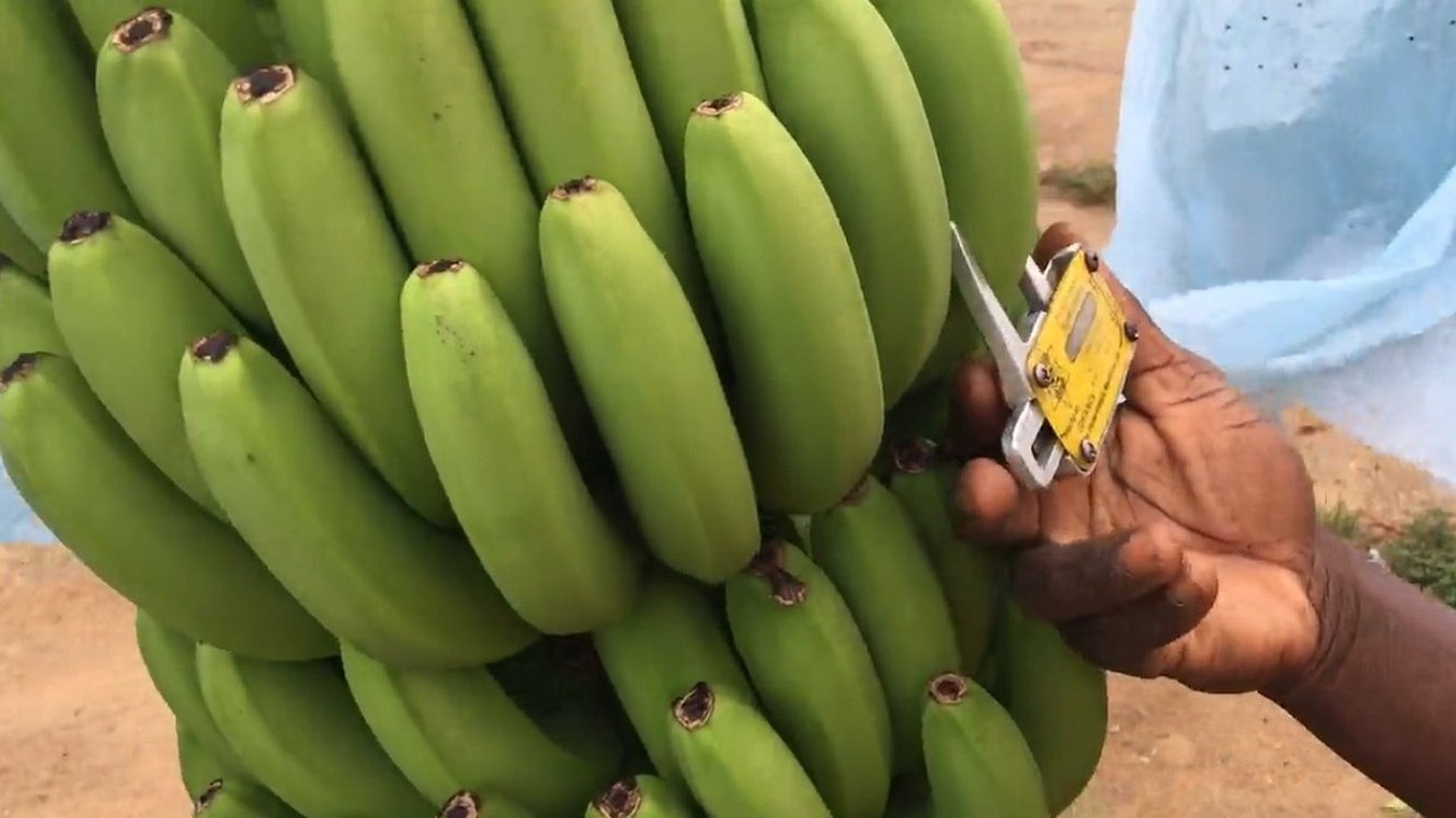 Quem foi que disse que não existe porta banana no Br? Enco…