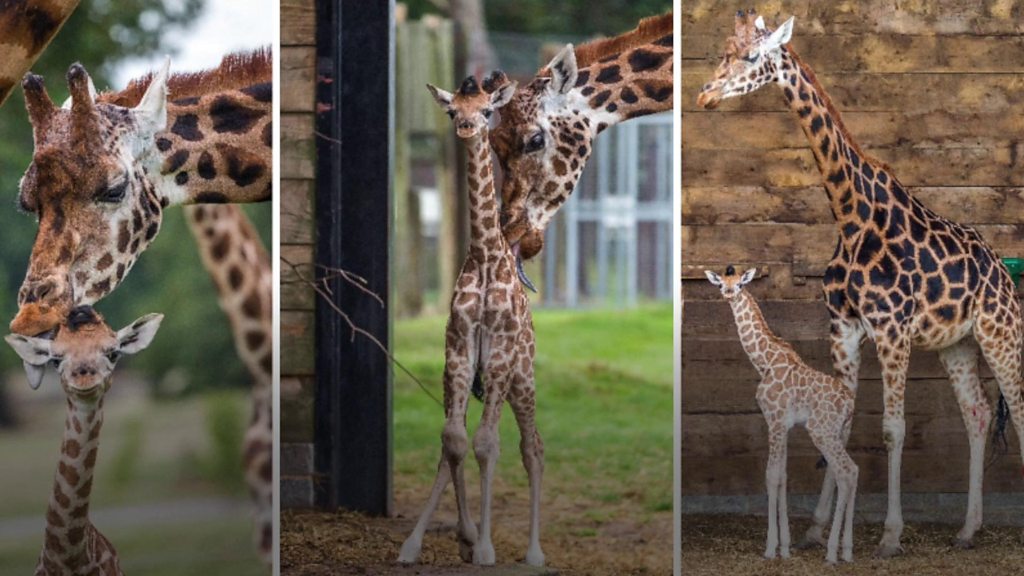 Endangered giraffe born at Woburn Safari Park takes first steps