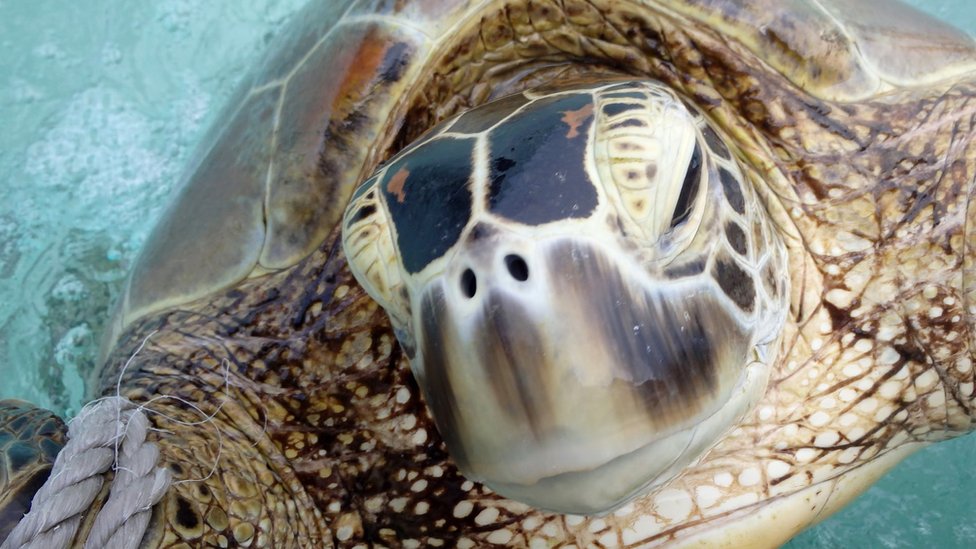 Foto: Christine Hof / WWF-Australia.