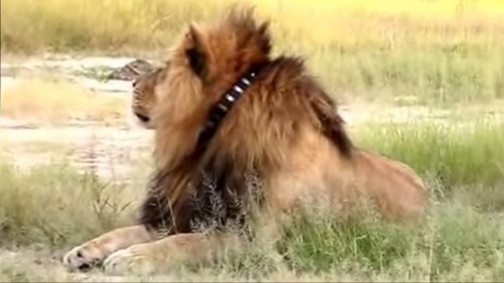 Cecil the Lion with a collar