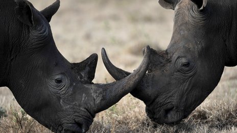 Synthetic rhino horn ready 'in two years'