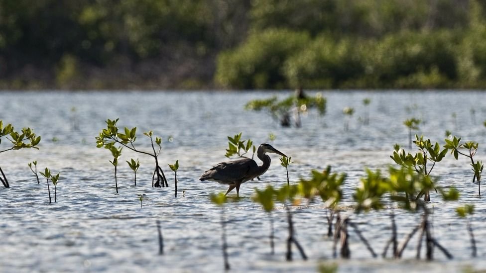En los pantanos de Quintana Roo se promueve la cría de cocodrilos.