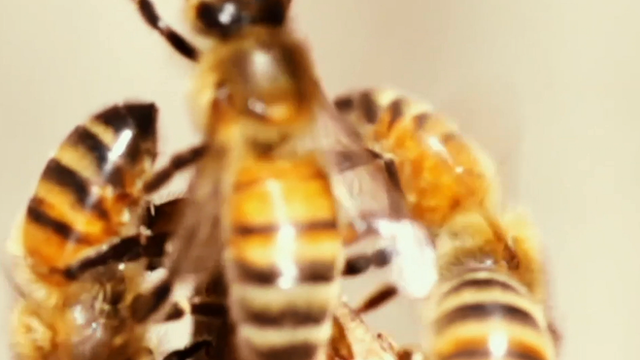 Fermada qishloq ayollari tasvirlangan rus pornosi