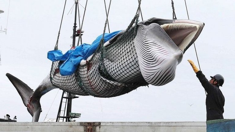 охота на китов в японии