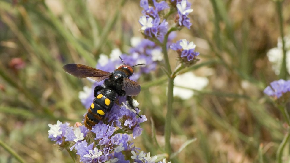 Zimmerman porno rasmlar